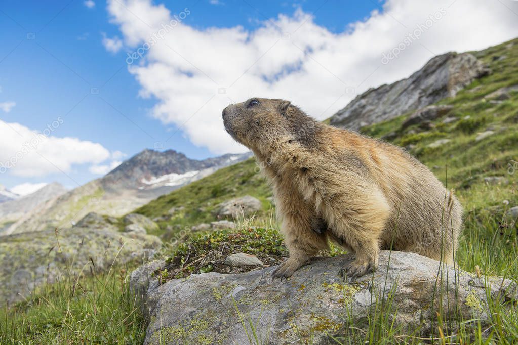 Proud alpine marmot on the look out standing on a stone looking over the mountains