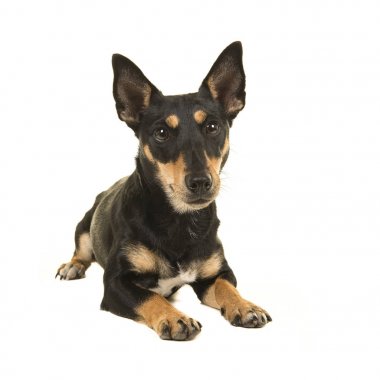 Jack russel terrier aşağı bakacak şekilde kamera o yalan siyah ve tan