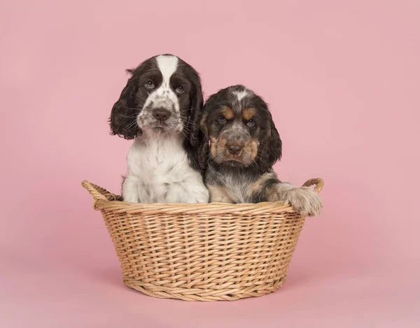 Deux mignons chiots cocker spaniel assis dans un panier en osier sur un fond rose — Photo