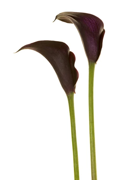 Dwa czarne calla lilly kwiaty na białym tle na białym tle — Zdjęcie stockowe
