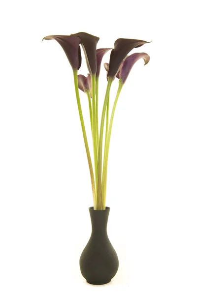 Bouquet of black calla lily flowers in a black vase on a white b