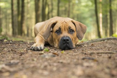 Young south african mastiff dog lying down in a forest lane with clipart