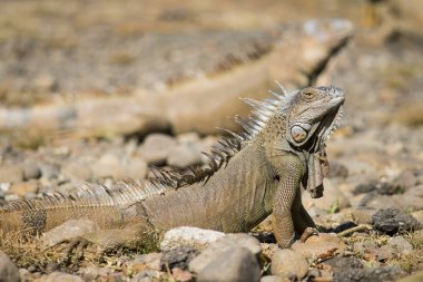 Diğer iguana içinde belgili tanımlık geçmiş ile gurur duran erkek turuncu Iguana