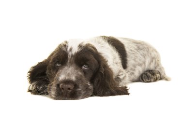 Sevimli beyaz ve çikolata kahverengi cocker spaniel köpek yavrusu köpek yalan mı