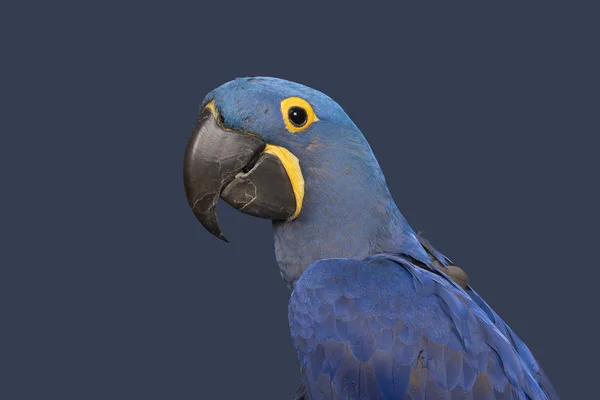 Hiacynt portret ara na niebieskim tle — Zdjęcie stockowe