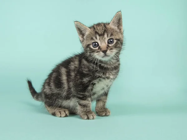 Cute six weeks old tabby baby cat looking at the camera on a turquoise blue background — Stock Photo, Image
