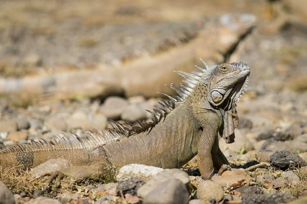 Diğer iguana içinde belgili tanımlık geçmiş ile gurur duran erkek turuncu Iguana — Stok fotoğraf