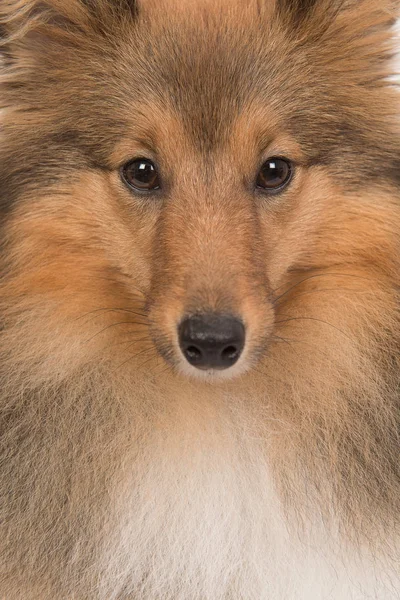 Közelkép a shetland-birka-kutya portréja — Stock Fotó