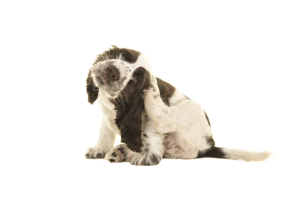 Cute scratching white and chocolate brown cocker spaniel puppy dog — Stock Photo, Image