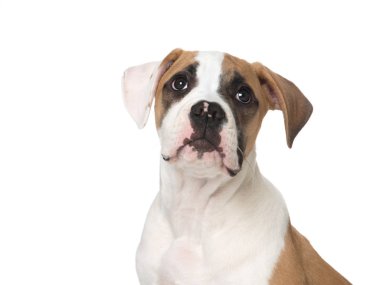 İzole portait ararken bir Amerikalı boğa köpek köpek yavrusu