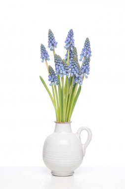 Beyaz bir raf üzerinde beyaz bir vazo içinde mavi üzüm hyacints buket