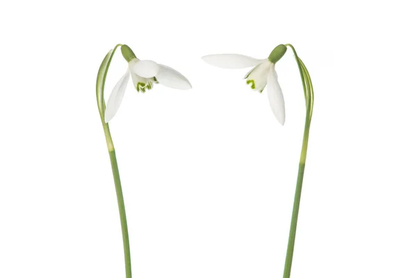 Dwa kwiaty kwitnący przebiśnieg na białym tle — Zdjęcie stockowe
