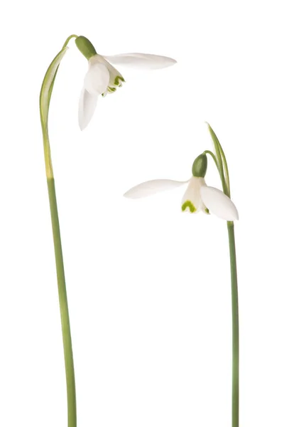 Duas flores de neve florescendo em um fundo branco — Fotografia de Stock