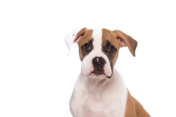 Aislado portait de un American Bull dog cachorro —  Fotos de Stock