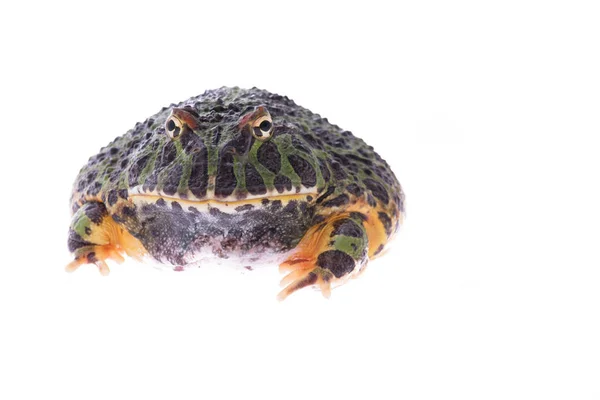 Riesiger grüner Schrittmacher-Frosch vor weißem Hintergrund — Stockfoto