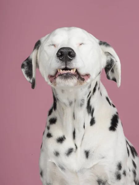 Zabawny dalmatyńczyka uśmiechnięte oczy zamknięte na różowym tle — Zdjęcie stockowe