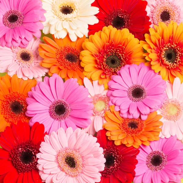 Πολύχρωμες ανθισμένα λουλούδια Gerbera φαίνεται από τα ανωτέρω — Φωτογραφία Αρχείου