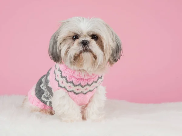 Shih tzu dog dressed in a knitted pink sweater at a pink background — Stock Photo, Image