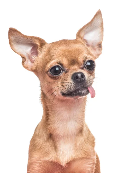 Dilini dışarı beyaz bir arka plan üzerine yapışmasını Chihuahua portre — Stok fotoğraf