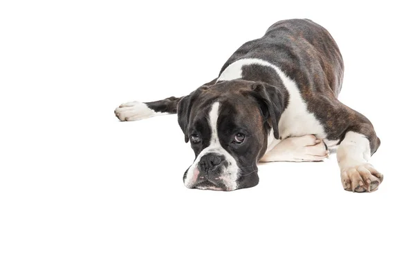 Perro boxeador perezoso acostado con la cabeza en el suelo —  Fotos de Stock