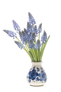Bunch of a grape hyacinths in a delfts blue vase clipart