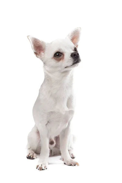 Chihuahua biały na białym tle na białym tle męski pies — Zdjęcie stockowe