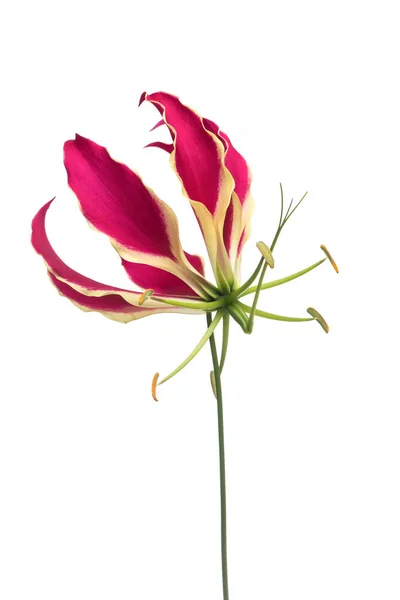 1 つ 1 つ咲くグロリオサ、wh で分離された栄光のユリの花 — ストック写真