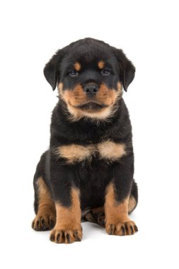 Rottweiler yavru beyaz bir arka plan üzerinde izole oturma sevimli