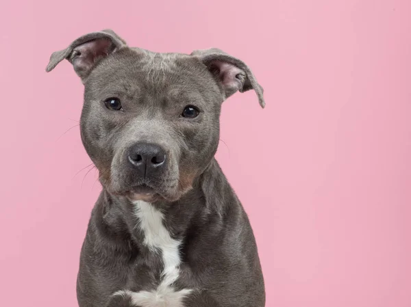 Kameraya Bakarak Bir Pembe Sevimli Gri Pitbull Terrier Köpek Portresi — Stok fotoğraf