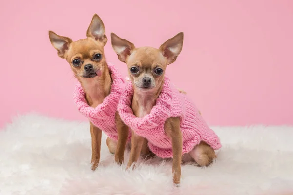 Pembe örgü kazak ve kameraya bakarak bir pembe sevimli chihuahua köpek giyinmiş