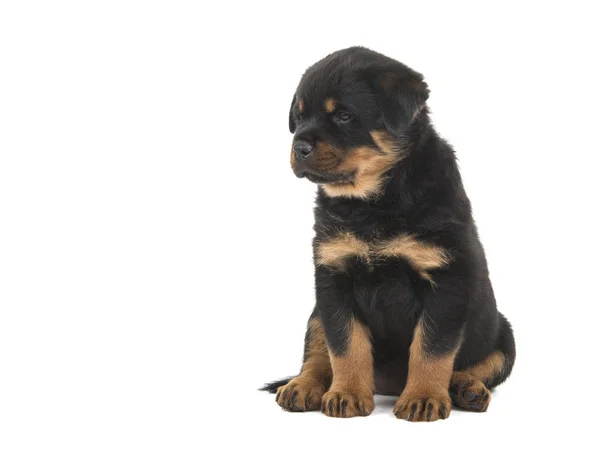 Cute sitting rottweiler puppy looking sideways isolated at a white background — Stock Photo, Image