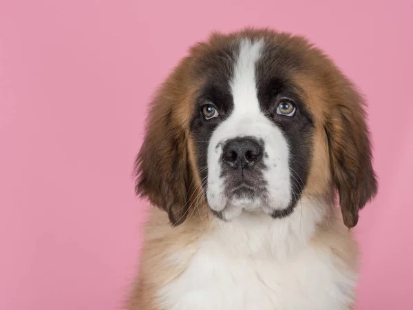 Retrato de um cachorro bonito siant bernard em um fundo rosa — Fotografia de Stock