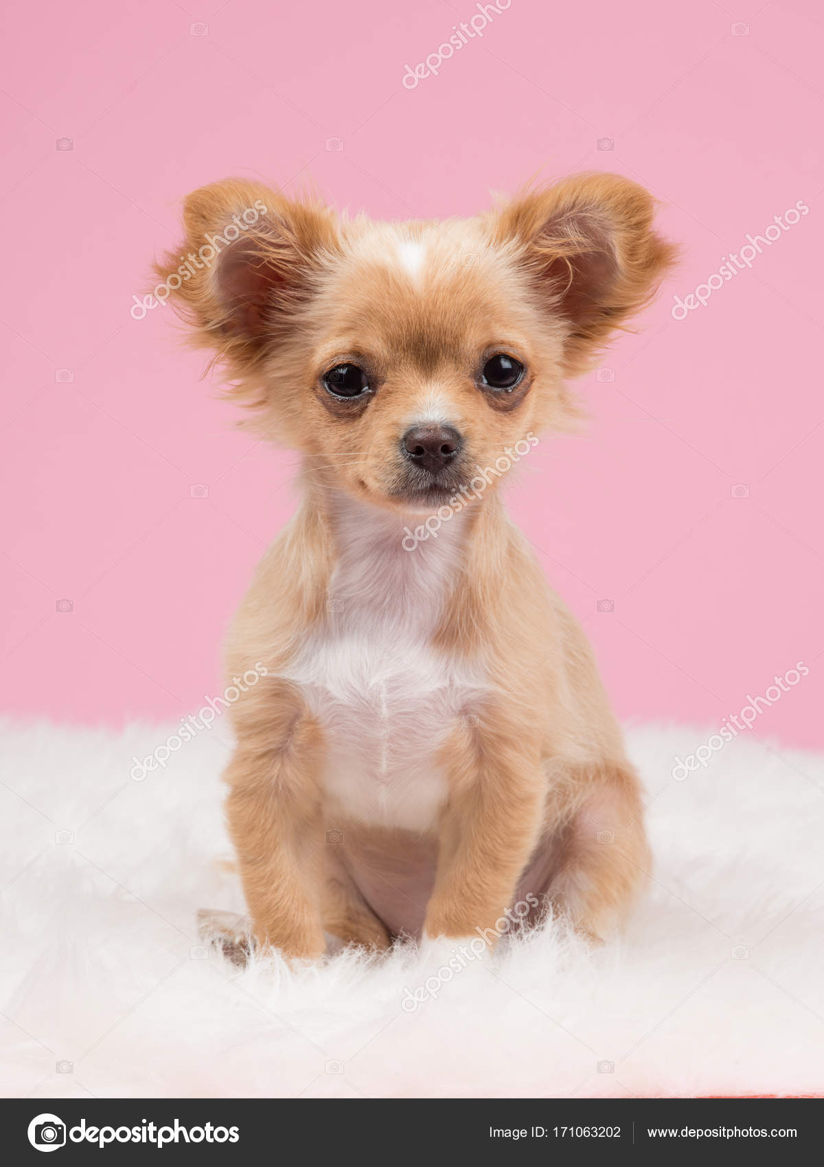 Cute chihuahua puppy seen from the front sitting on a white fur on