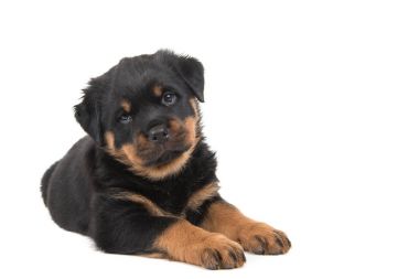 Noel Baba'nın şapkası beyaz bir arka plan üzerinde izole şirin Alman çoban köpek portre