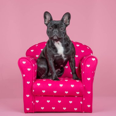 Bir pembe, pembe bir sandalyeye sevimli Fransız buldozer