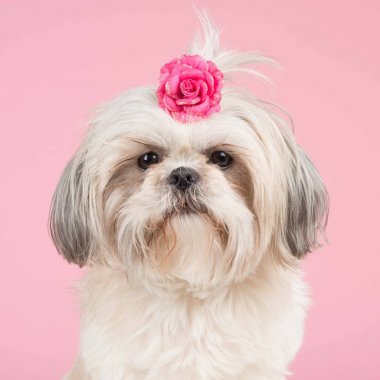 Şirin shih-tzu köpek portre bir pembe Pembe bir yay ile