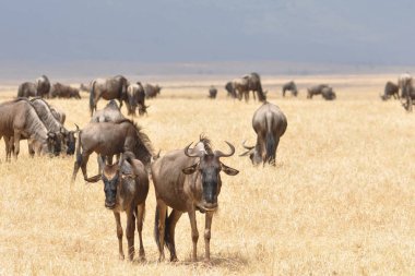 Afrika'da doğal çevre içinde wildebeasts sürüsü