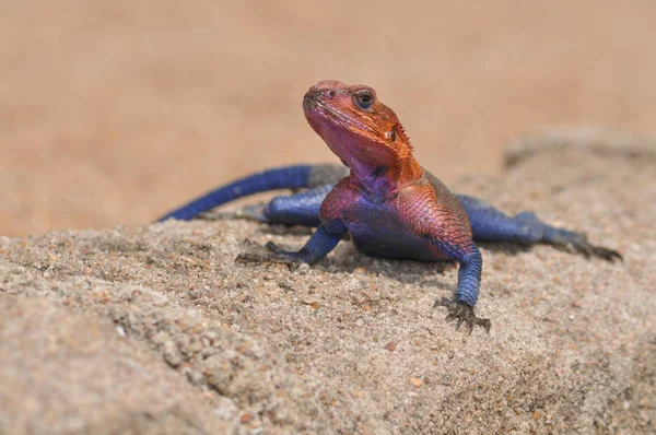 Renkli gökkuşağı kertenkele, agama duvara dinlenme Tanzanya — Stok fotoğraf