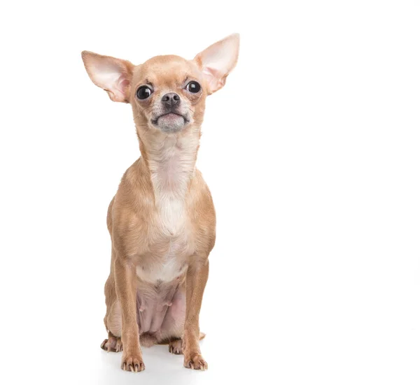 Сидячи смішно виглядає собака чихуахуа на білому тлі — стокове фото