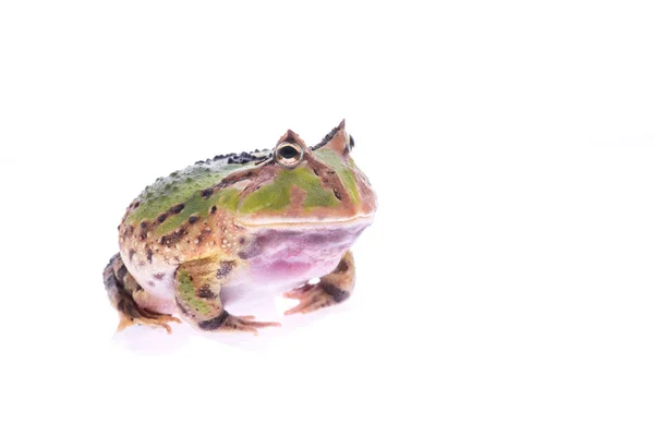 Duży zielony pacman ziemi żaba na białym tle na białym tle — Zdjęcie stockowe