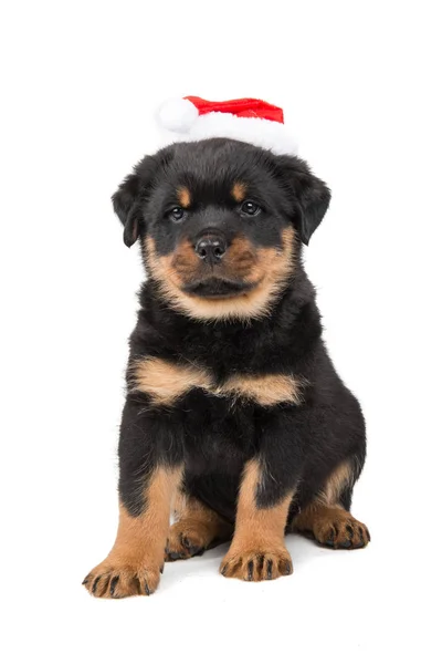 Carino cucciolo rottweiler indossare Santa Hat isolato su uno sfondo bianco — Foto Stock