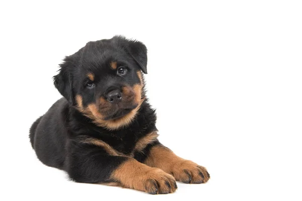 Cute german shepherd dog portrait wearing santa's hat isolated on a white background — Stock Photo, Image