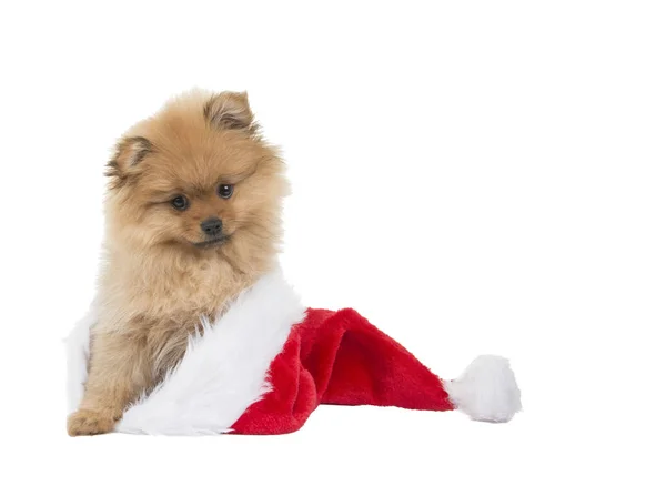 Lindo cachorro pomeraniano sentado en el sombrero de Santa en un fondo blanco —  Fotos de Stock