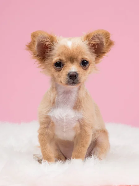 Pembe bir arka plan üzerinde beyaz bir kürk oturan ön görülen şirin chihuahua köpek yavrusu
