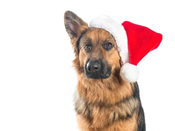 Ritratto di un cane pastore tedesco con cappello da Babbo Natale — Foto Stock