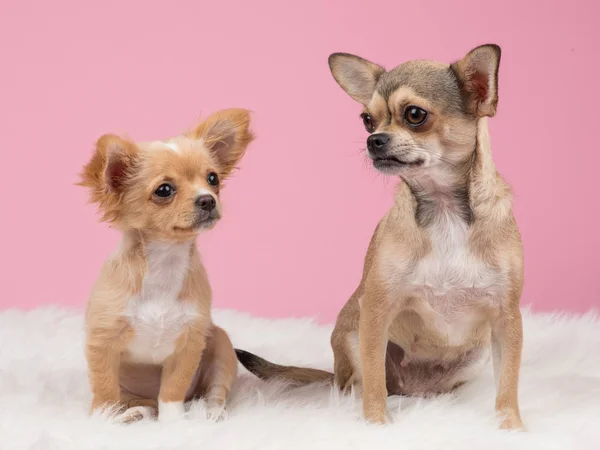 Deux chiens chihuahua mignons sur un fond rose — Photo