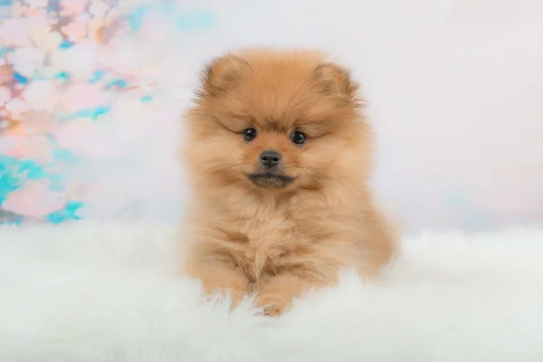 Lindo perrito peludo pomerania acostado frente a un fondo romántico frente a la cámara — Foto de Stock