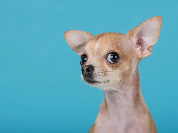 Retrato de cachorro chihuahua engraçado em um fundo azul — Fotografia de Stock