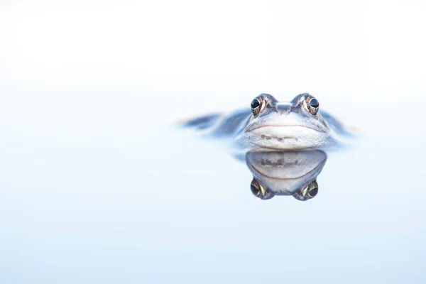 Blauer Moorfrosch liegt mit seinem Spiegelbild im Wasser — Stockfoto