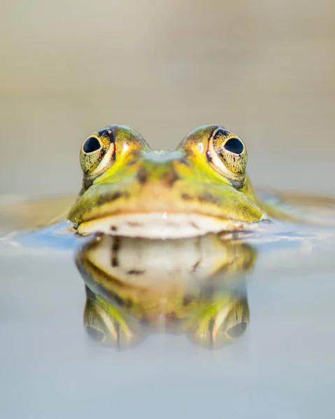 Groene kikker liggen in water gezien vanaf de voorkant met haar reflectie — Stockfoto